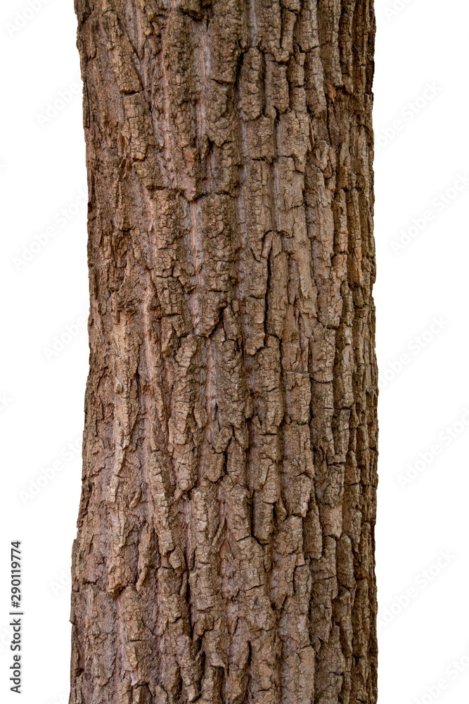 Isolated tree trunk on a white background Isolated tree trunk on a white background