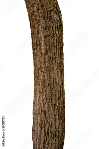 Isolated tree trunk on a white background