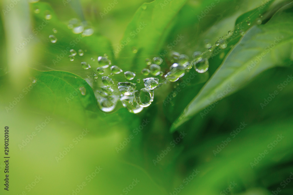 drops on green leaf drops on green leaf
