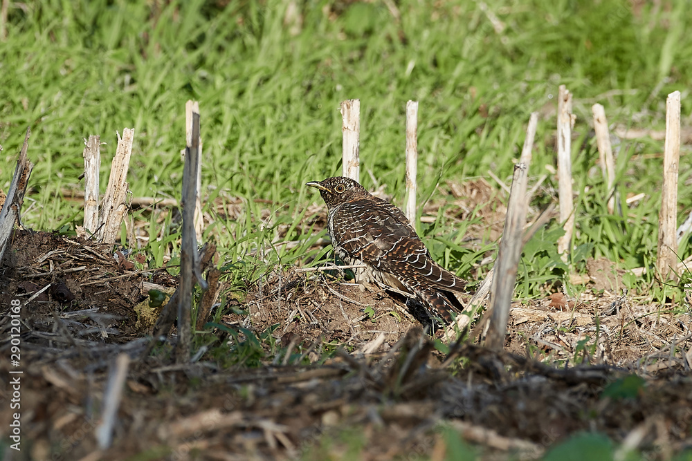 Common cuckoo (Cuculus canorus) Common cuckoo (Cuculus canorus)