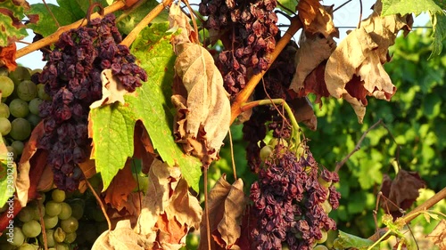 Bad dried grapes in vineyard