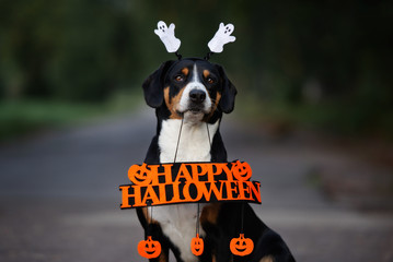 dog portrait holding a happy halloween sign in mouth