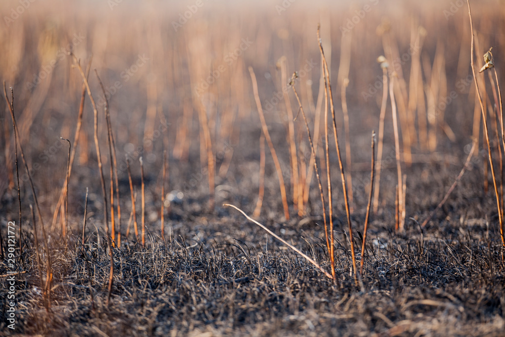 Obraz premium cane field after fire background