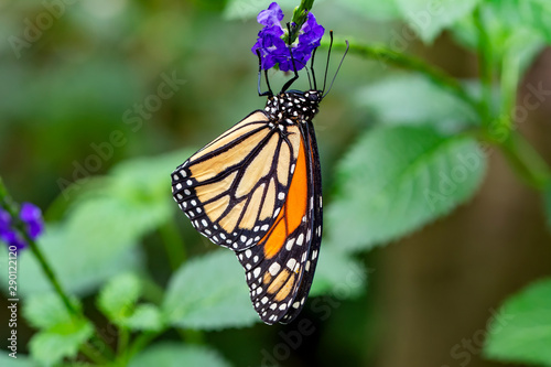 Monarch  Danaus plexippus is a milkweed butterfly  subfamily Danainae  in the family Nymphalidae