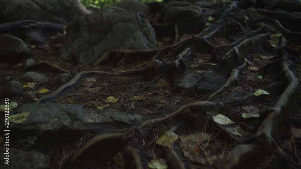 camera movement along a forest path camera movement along a forest path