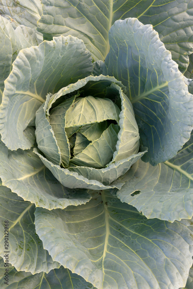 Obraz premium Ovary of green cabbage grows in the garden. Top view.