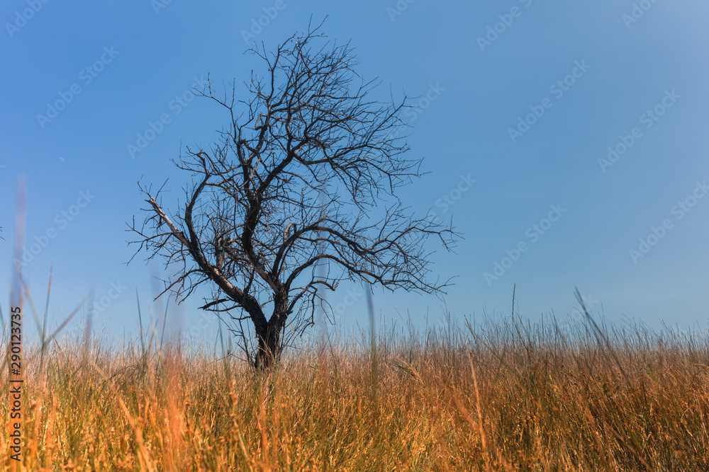 Fototapeta premium Dead tree in the field sunny day