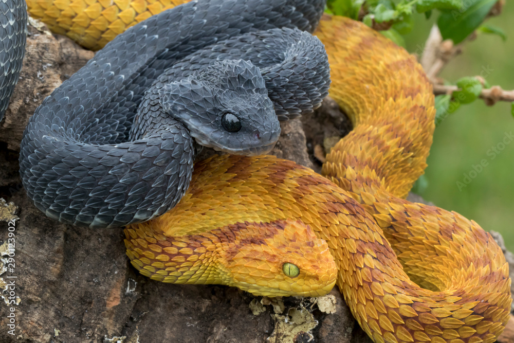 Two Venomous Variable Bush Viper Snakes (Atheris squamigera) coiled to  strike Stock Photo