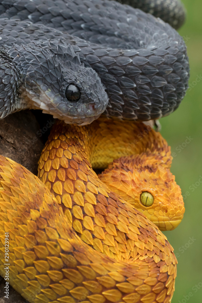 snake Variable Bush Viper Atheris squamigera Stock Photo - Alamy