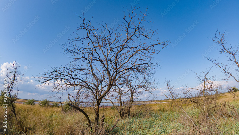 Dead tree in the field sunny day Dead tree in the field sunny day