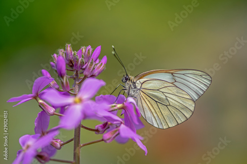 Beautiful Black-Veined White butterfly (Aporia crataegi), on pink flower. White butterfly. Blurry green background. Precious white butterfly in Summer garden. © Albert Beukhof