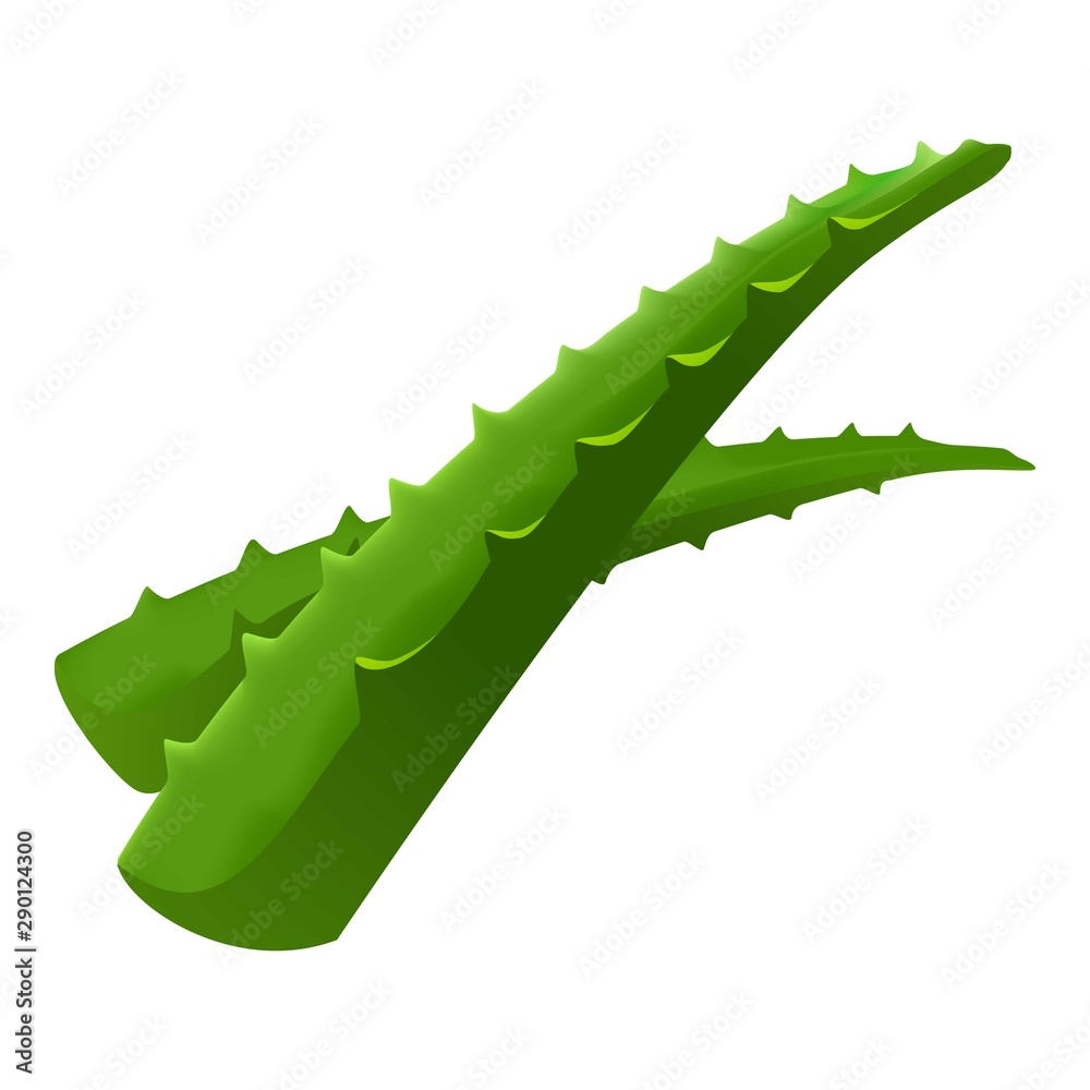 Naklejka premium Aloe vera leafs icon. Cartoon of aloe vera leafs vector icon for web design isolated on white background