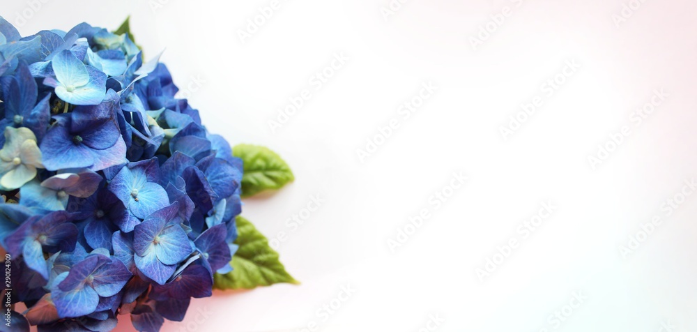 Blue hydrangea flower isolated on white background. Background for