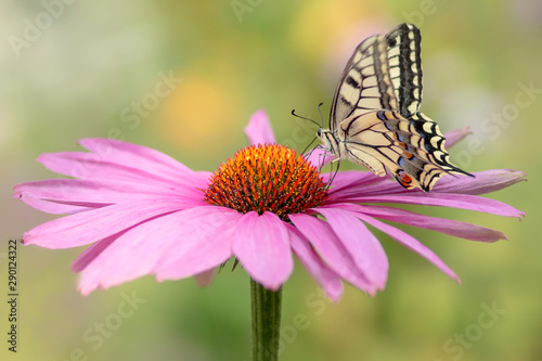 Presious and Beautiful Swallowtail butterfly (Papilio machaon) feeding on a Purple cone flower (Echinacea purpurea). Blurry green and yellow background. Summer garden.