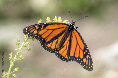 A beautiful monarch butterfly or simply monarch (Danaus plexippus) feeding on white flowers in a Summer garden. Blurry green background. Orange butterfly