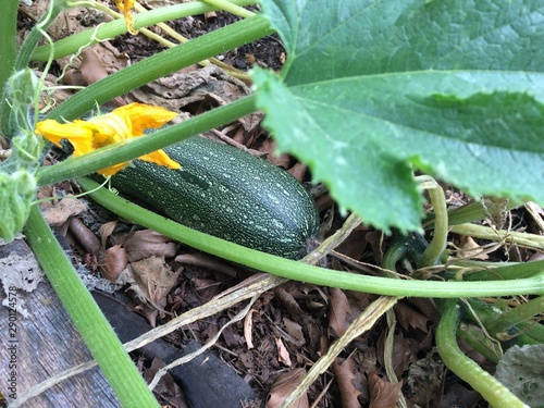 fresh green zucchini in the garden