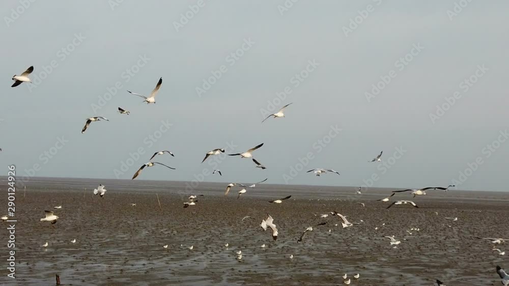 Slow Motion seagulls flying at gulf of Thailand Slow Motion seagulls flying at gulf of Thailand