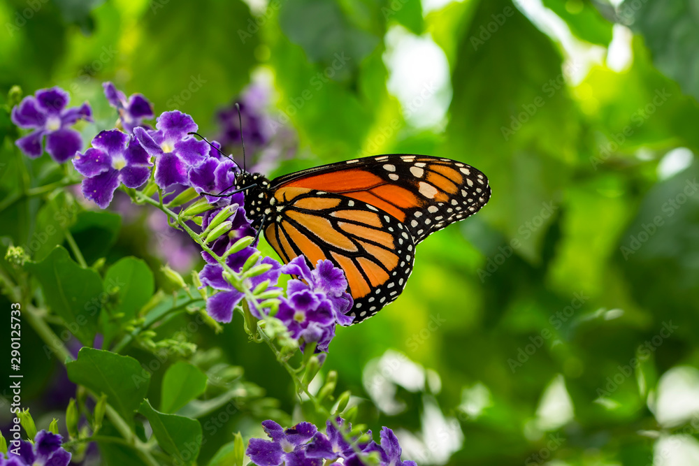 Monarch, Danaus plexippus is a milkweed butterfly (subfamily Danainae) in the family Nymphalidae Monarch, Danaus plexippus is a milkweed butterfly (subfamily Danainae) in the family Nymphalidae