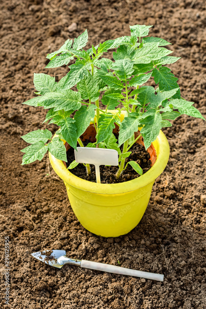Young tomato seedlings. Yellow plastic pot for seedlings. Agriculture concept. Young tomato seedlings. Yellow plastic pot for seedlings. Agriculture concept.