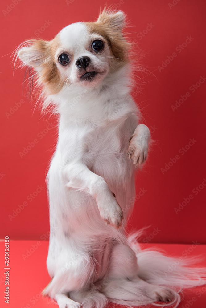 portrait of a chihuahua standing in front of red background portrait of a chihuahua standing in front of red background