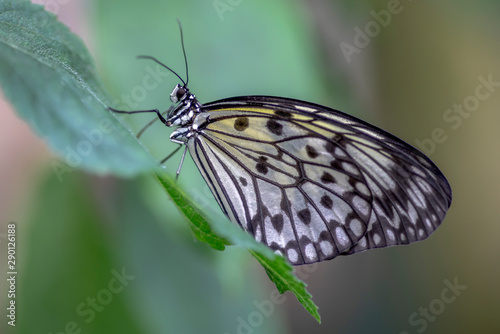 Beautiful The Paper Kite, Rice Paper, or Large Tree Nymph tropical butterfly (Idea Leuconoe) on a leaf. Blurry green background. Presious tropical butterfly with a hint of yellow to the wings.