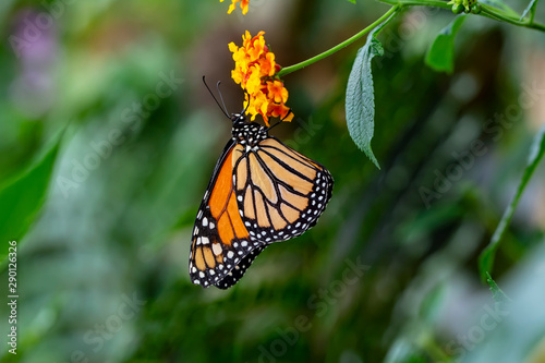 Monarch, Danaus plexippus is a milkweed butterfly (subfamily Danainae) in the family Nymphalidae © blackdiamond67