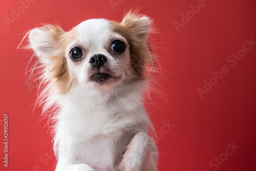 portrait of a chihuahua standing in front of red background