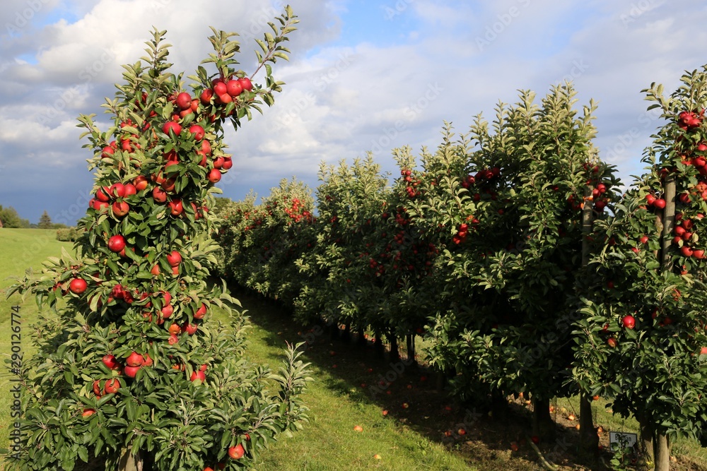 Apple plantation fruit-growing area Altes Land in Germany