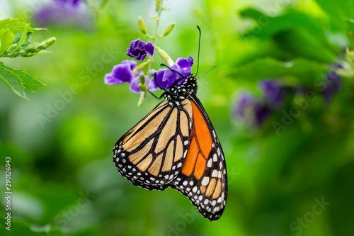 Monarch  Danaus plexippus is a milkweed butterfly  subfamily Danainae  in the family Nymphalidae
