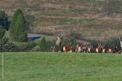Deer stag defending his herd of female in pairing season