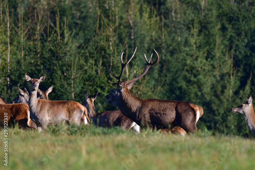 Deer stag defending his herd of female in pairing season