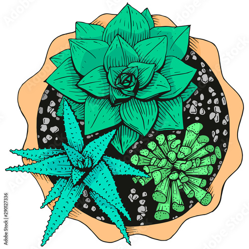 Coloured picture of a flowerpot with succulents