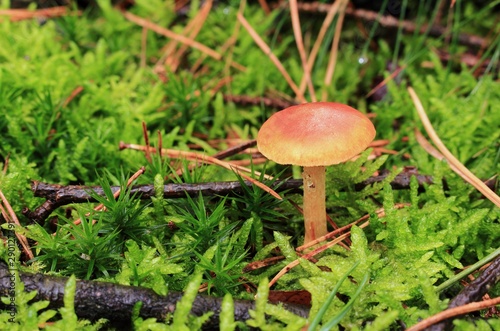 der kleine Pilz © marnag
