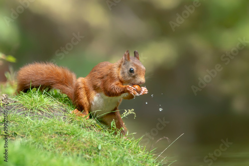 Beautiful Eurasian red squirrel (Sciurus vulgaris) eating a hazelnut on the waterfront in the forest of Noord Brabant in the Netherlands. © Albert Beukhof