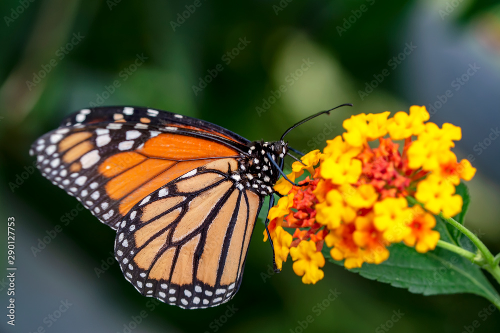 Fototapeta premium Monarch, Danaus plexippus is a milkweed butterfly (subfamily Danainae) in the family Nymphalidae