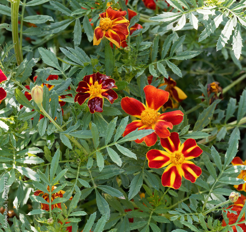 Tagetes patula - Oeillets d Inde