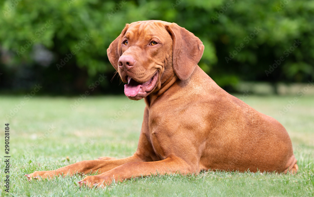 Einjähriger Vizsla-Rüde im Garten Einjähriger Vizsla-Rüde im Garten