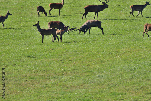 Two stags fighting with antlers in pairing season 