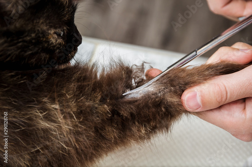 Vet shaves a cat. Sterilization of a cat. Veterinary cat surgery, bonfire, urolithiasis. The surgeon reanimates the animal saves life and health. Emergency medical assistance in a veterinary clinic.
