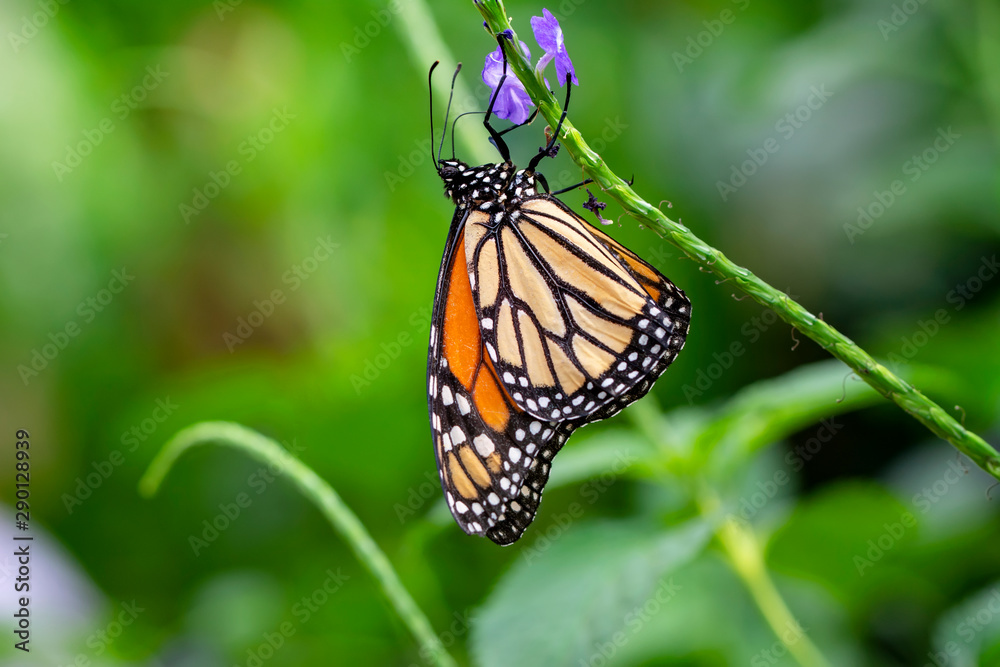 Fototapeta premium Monarch, Danaus plexippus is a milkweed butterfly (subfamily Danainae) in the family Nymphalidae