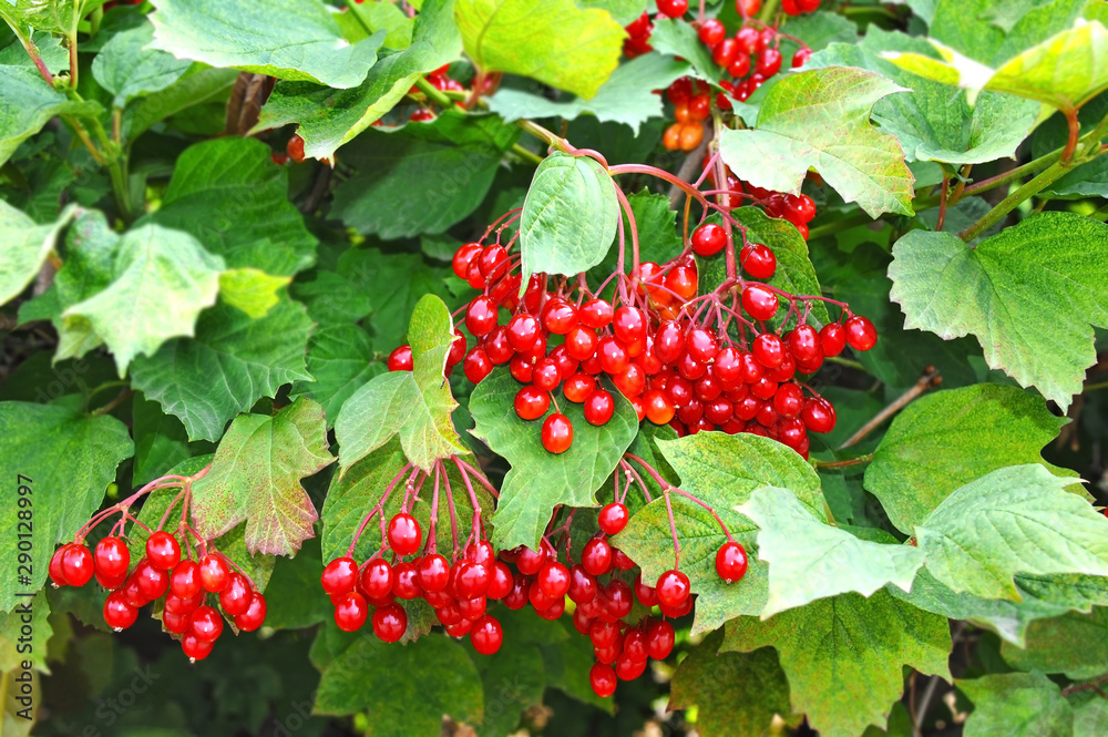 Obraz premium Some ripe viburnum on branch