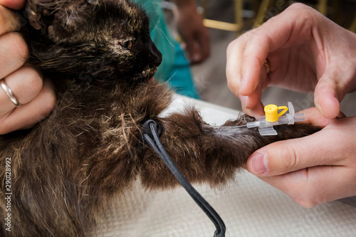 The veterinarian placed a tourniquet on the paw of the cat and places a catheter to give an anesthesia shot. Preparing for the operation. Sterilization of a cat.