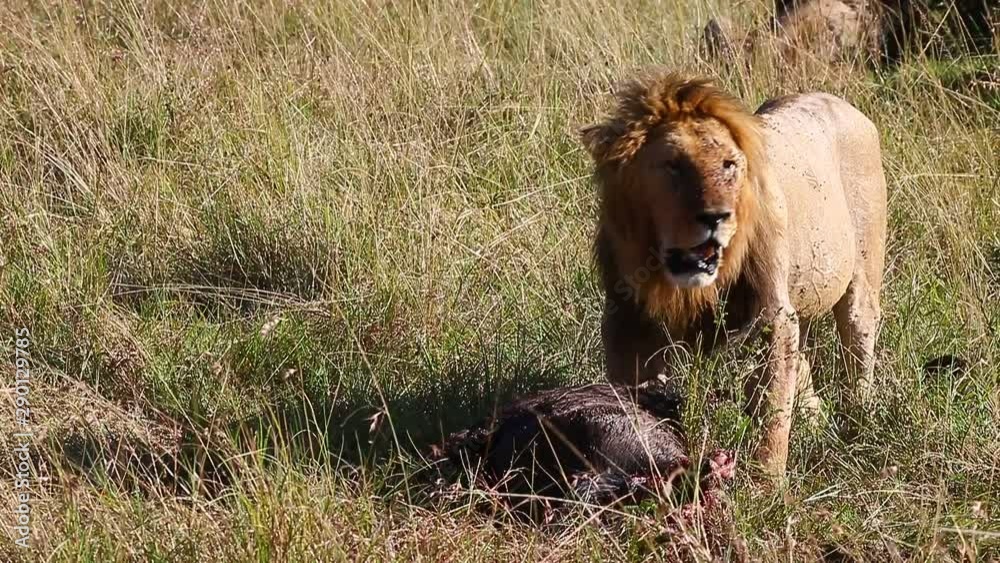 Lion in the grass with their prey. Africa. Kenya. Tanzania. Maasai Mara National park . Serengeti. Lion in the grass with their prey. Africa. Kenya. Tanzania. Maasai Mara National park . Serengeti.