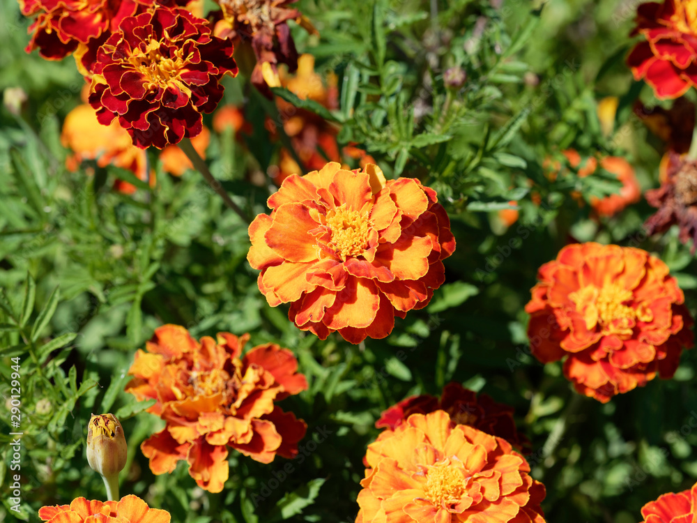 (Tagetes patula) Oeillets d'Inde aux capitules ronds et ligules veloutées, frisées et tachetées de couleur jaune or, orange vif et rouge brun au feuillage découpé vert sombre