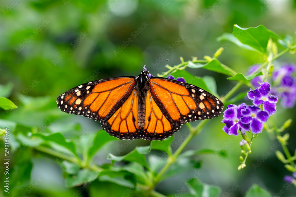 Naklejka premium Monarch, Danaus plexippus is a milkweed butterfly (subfamily Danainae) in the family Nymphalidae