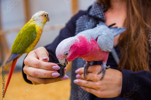 Kolorowe papużki bawiące się  © Tymoteusz