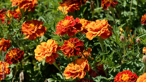 Tagetes patula - Oeillets d'Inde aux capitules ronds et ligules veloutées, frisées et tachetées de couleur jaune or, orange vif et rouge brun au feuillage découpé vert sombre