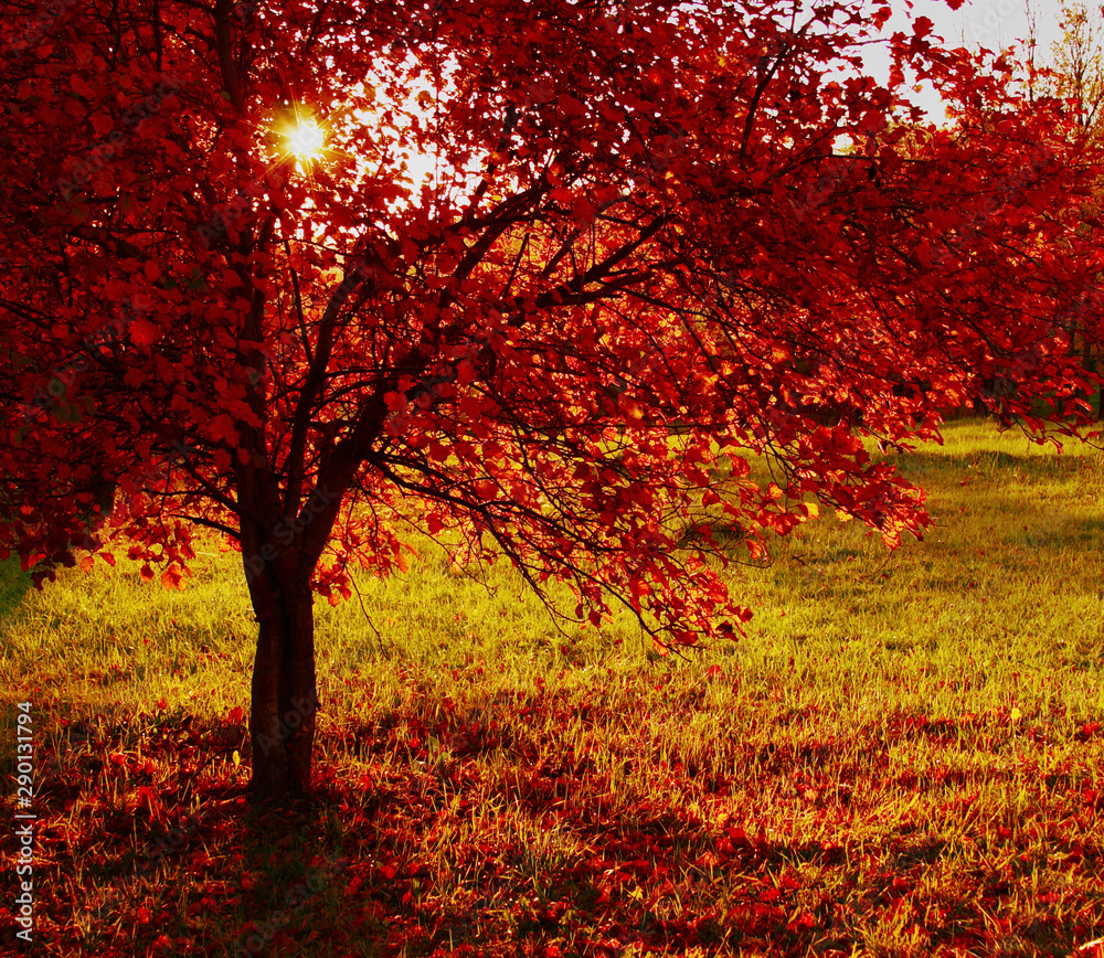 Autumn fiery red bush at sunset with the sun in the frame