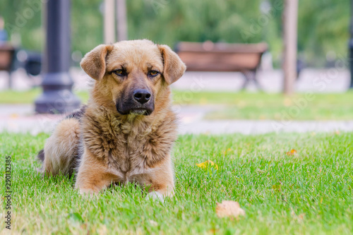 Lonely dog. True friend. Observer.