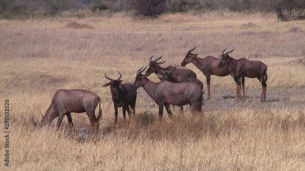 Red Hartebeest Herd on a Dry, Golden Grass Plain in Botswana Red Hartebeest Herd on a Dry, Golden Grass Plain in Botswana